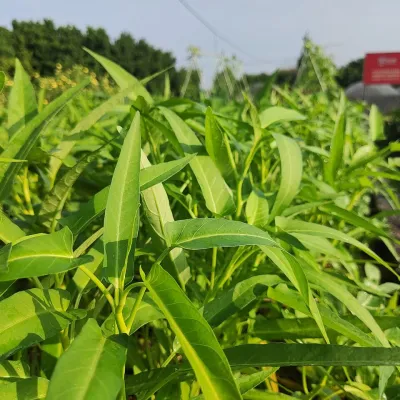 Water Spinach (Kolmi Shaak)