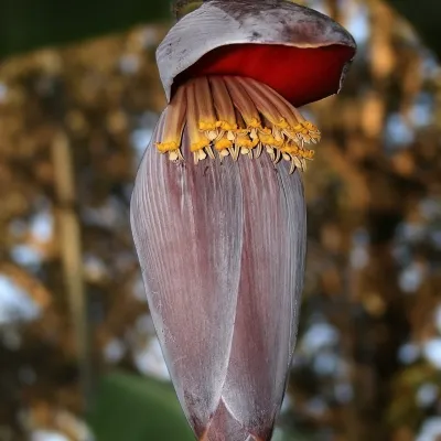 Fresh Banana Flower (Mocha) & Stem (Thor) Combo