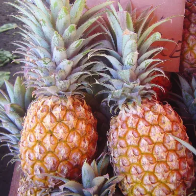 Siliguri Queen Pineapple (Anaras)
