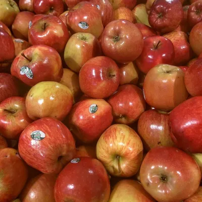 Royal Gala / Kashmiri Red Apple