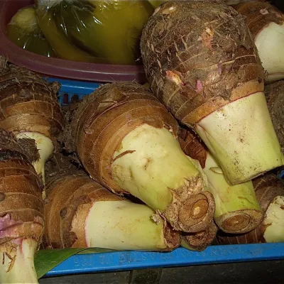 Taro Root / Colocasia (Gathi Kochu)