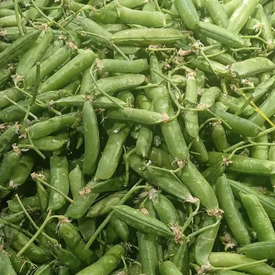 Green Peas in Pod (Motorshuti)