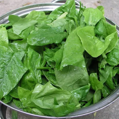 Tender Baby Spinach Bunch (Palak Shaak)