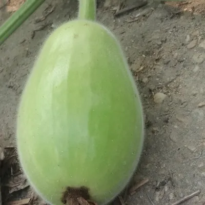 Tender Green Bottle Gourd (Lau / Lauki)