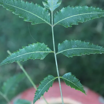 Tender Neem Leaves (Neem Pata)