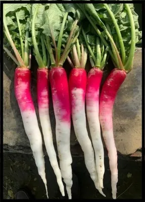 Red Radish (Mulo Lal)