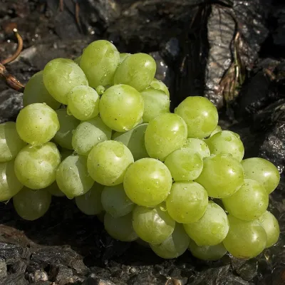 Sonaka Seedless Green Grapes (Angoor)