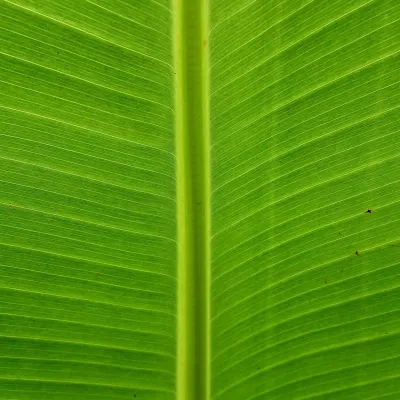 Fresh Banana Leaves for Prasadam (Kola Pata)