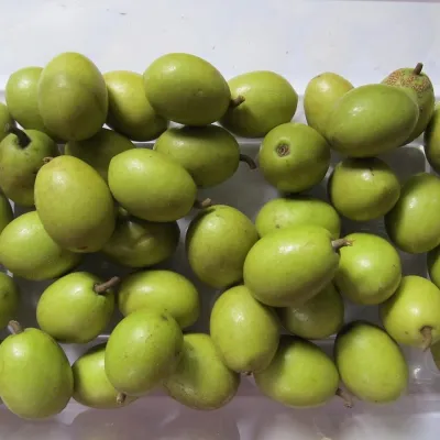 Bengal Olive (Jalpai)
