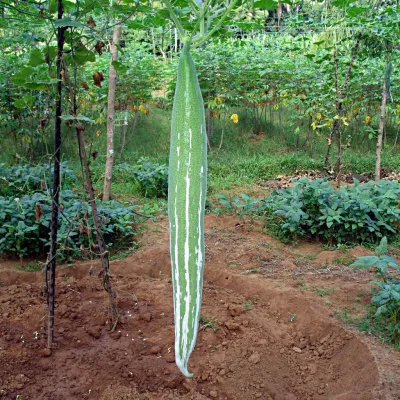 Snake Gourd (Chichinga)