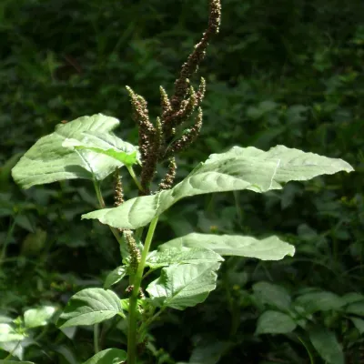 Green Amaranth (Notey Shaak)