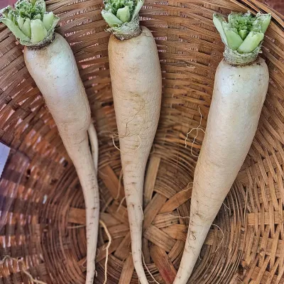 White Radish (Mulo)