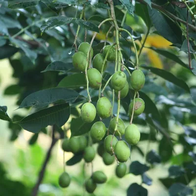 Hog Plum (Amra)