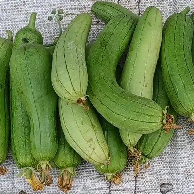 Sponge Gourd (Dhundul)