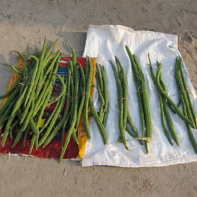 Drumsticks (Sajne Data)