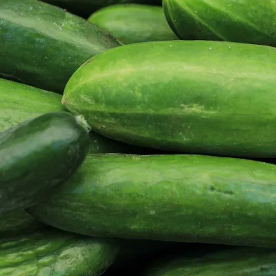 Desi Crunchy Cucumber (Shosha)