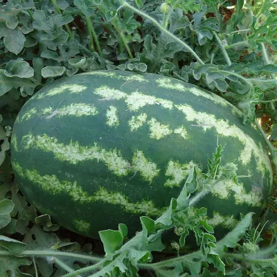 Kiran Dark Green Sugar Watermelon (Tormuj)