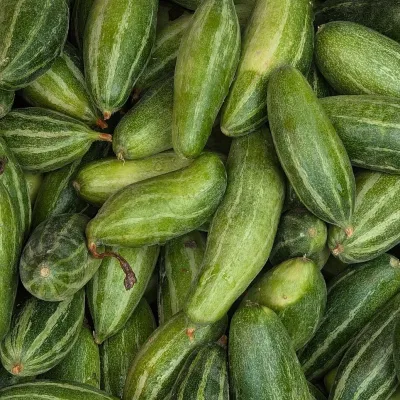 Nadia Tender Pointed Gourd (Desi Potol)