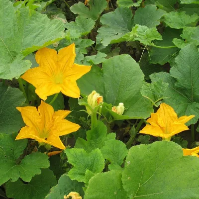 Pumpkin Flowers (Kumro Phool)