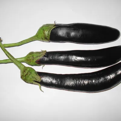 Long Green-Purple Brinjal (Lomba Begun)
