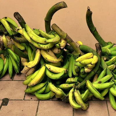 Fresh Robusta Banana (Singapuri Kola)