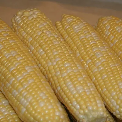Fresh Sweet Corn Cobs (Bhutta)