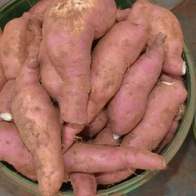 Red Sweet Potato (Ranga Alu / Shakarkand)