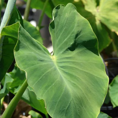 Taro Leaves (Kochu Shaak)