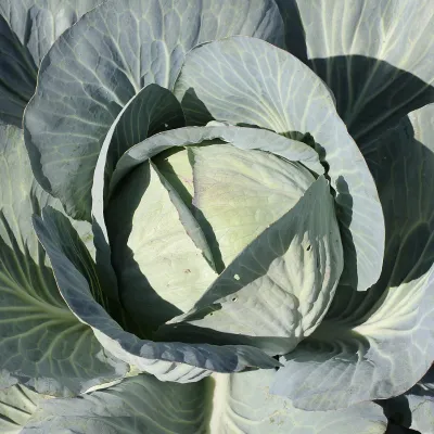 Fresh Green Cabbage (Bandhakopi)