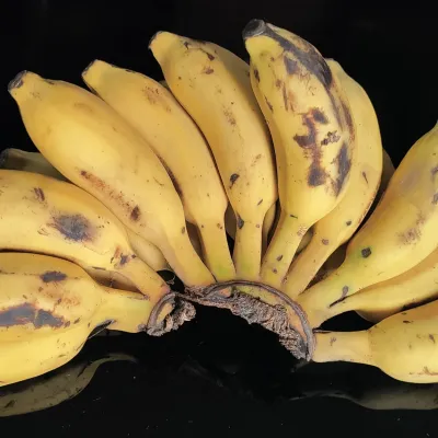 Nadia Local Martaman / Champa Banana (Kanthali Kola)