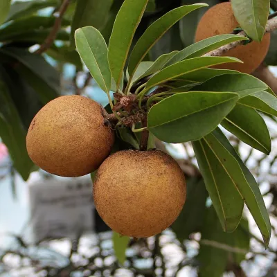 Sweet Kalipatti Chikoo (Sapota)