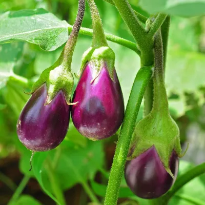 Purple Round Brinjal / Eggplant (Begun)