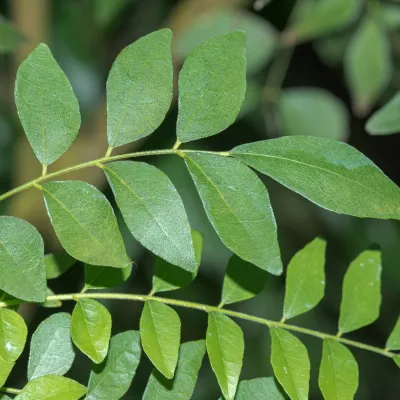 Fresh Curry Leaves (Kari Pata)