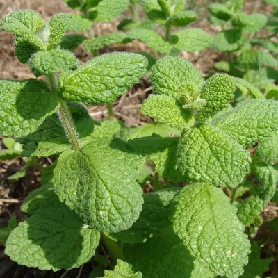 Fresh Garden Mint Leaves (Pudina Pata)