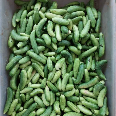 Ivy Gourd (Kundri / Telakucha)