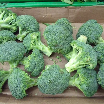 Fresh Green Broccoli Crown