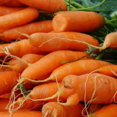 Sweet Orange / Red Carrot (Gajor)