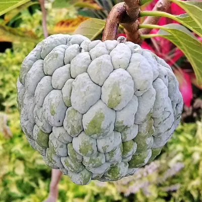 Custard Apple (Ata / Sitaphal)
