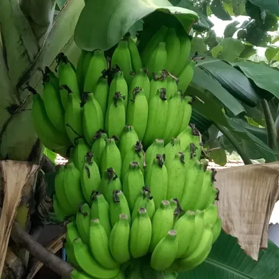 Raw Cooking Green Banana (Kanchkola)