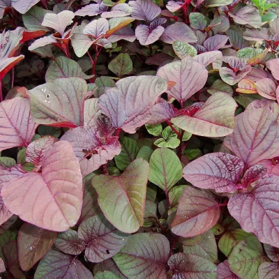 Bengal Red Amaranth Greens (Lal Shaak)