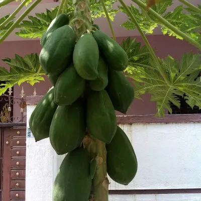 Fresh Green Papaya (Kancha Pepe)