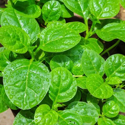 Malabar Spinach (Pui Shaak)